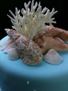 Closeup of seashells.jpeg